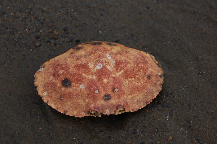 Immobilien Kanada Straende_120